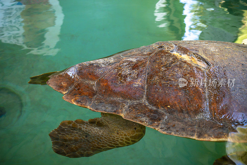 受伤的乌龟正在游泳池里接受治疗。Caretta Caretta